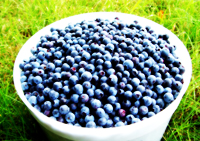 Nordic Food Raisondetre